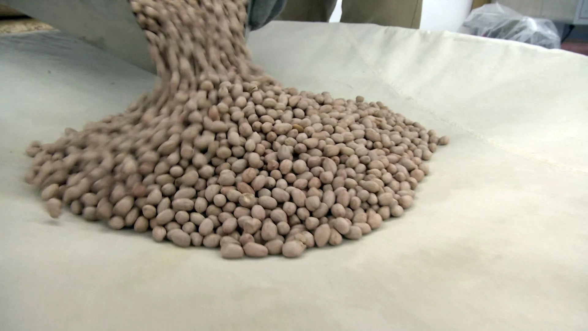 เกษตรกรไต้หวันหวั่น! สหรัฐฯ จ่อส่งถั่วลิสงปลอดภาษีตีตลาด