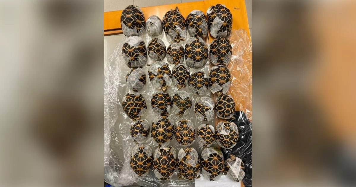 該旅客以膠帶綑綁、固定這些動物。（圖／FB@DNP）