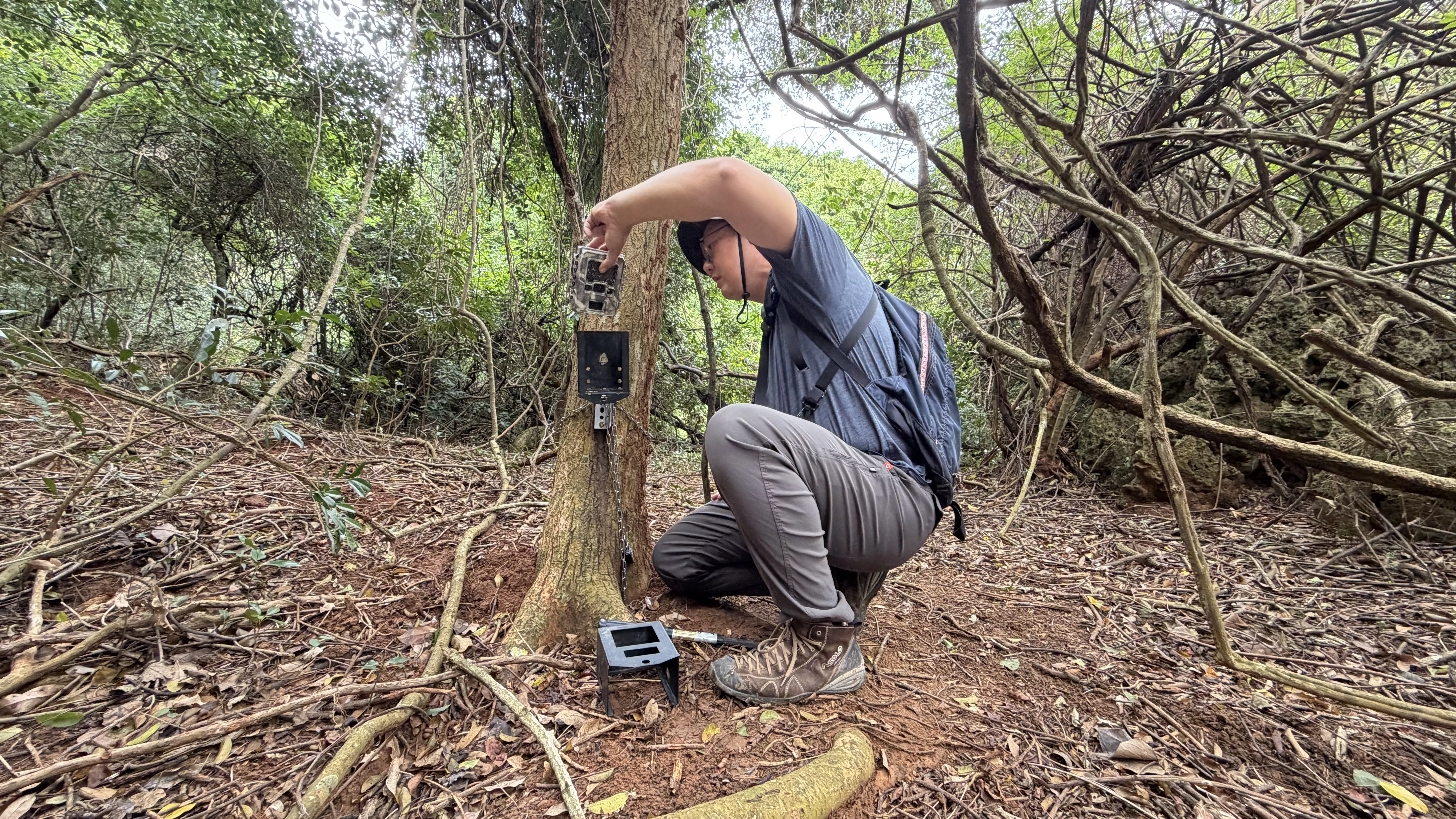 梁又仁等研究團隊在墾丁國家公園周遭架設自動相機，調查梅花鹿分布狀況。