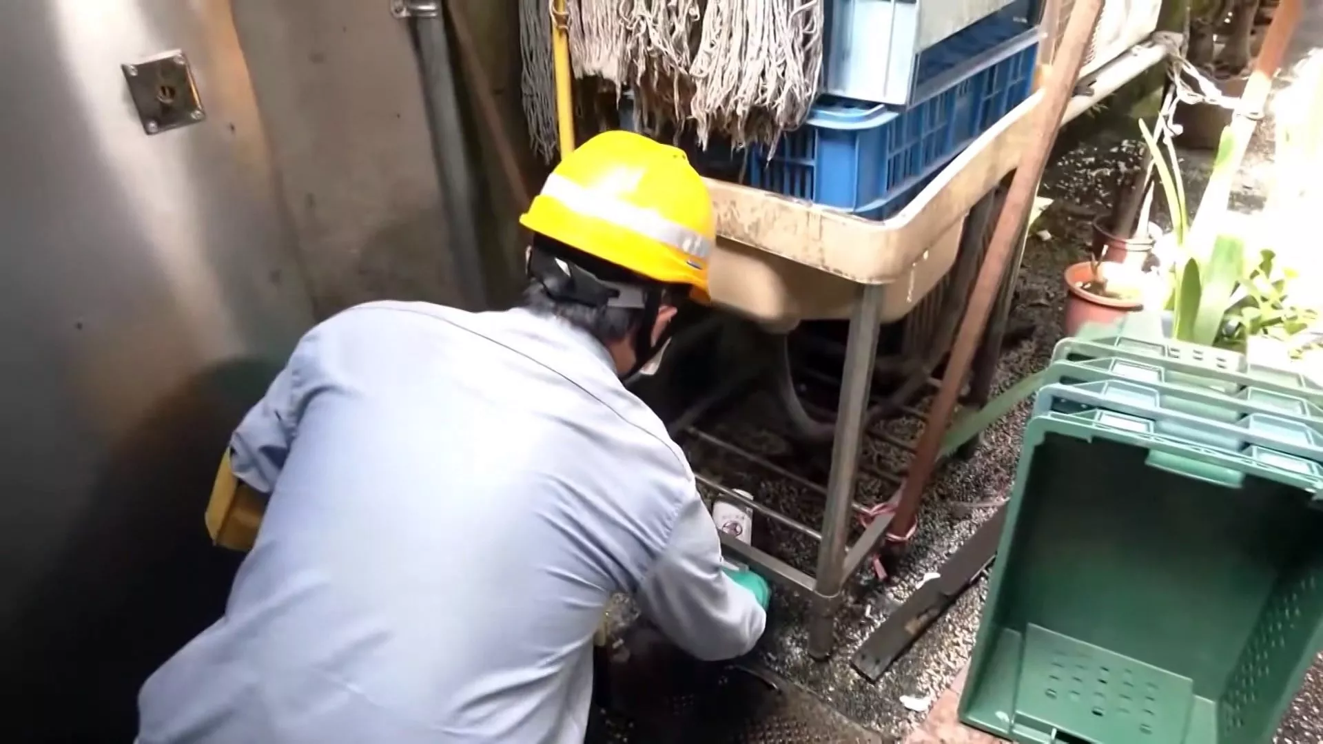 Đài Bắc có 86 chuyên viên "truy vết, phòng chống chuột"