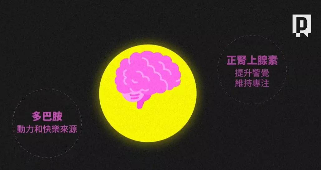 ADHD患者多巴胺與腎上腺素偏低，影響大腦難以感受長期獎勵。