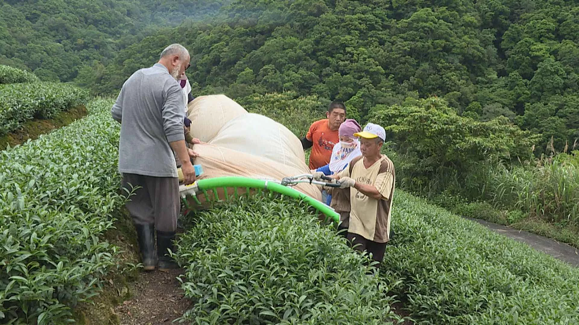Phù phép trà Việt, Indonesia thành trà Đài Loan để trục lợi