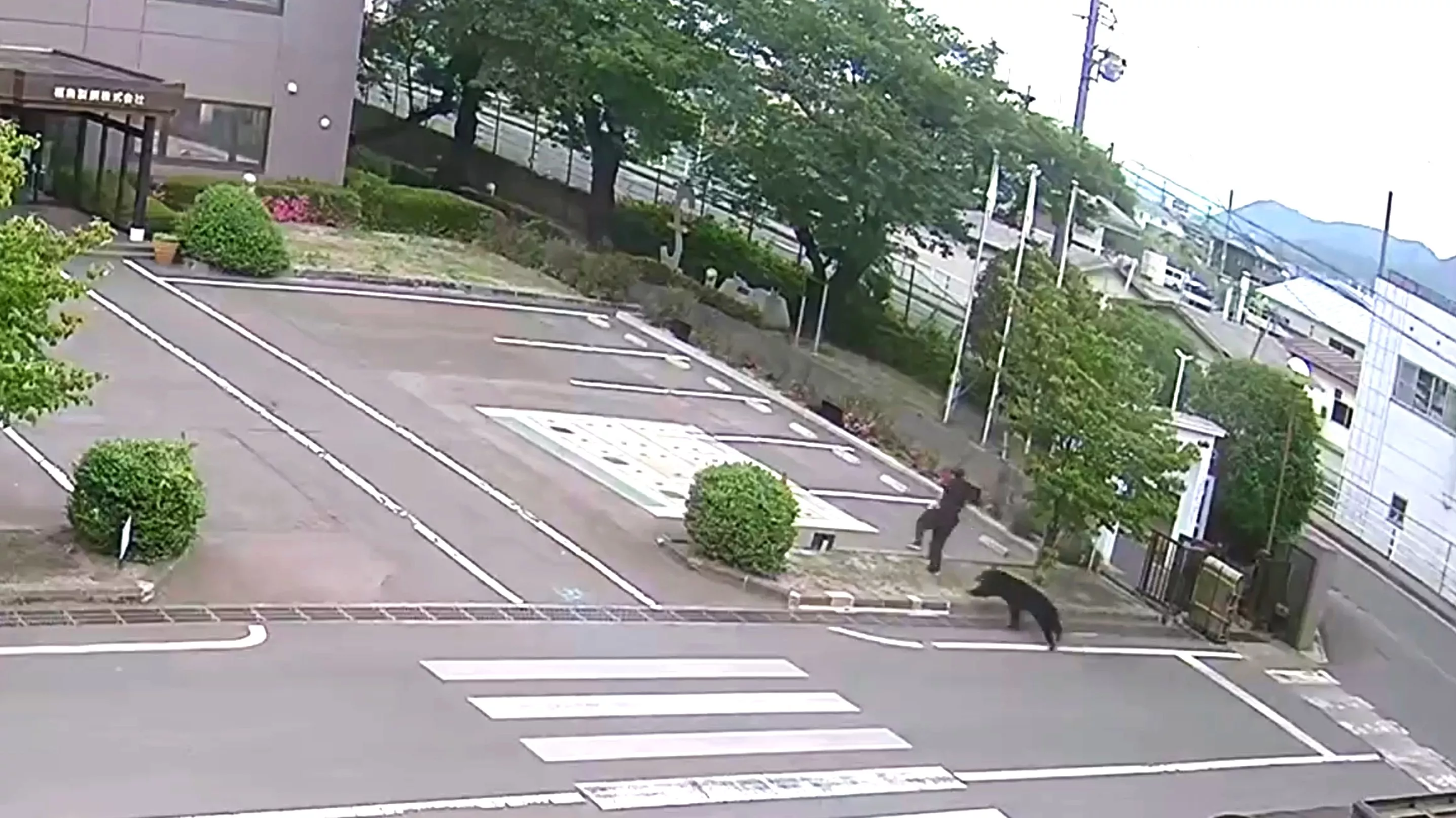 日本黑熊在福島製鐵廠區追逐並襲擊1名男子。（圖／美聯社）