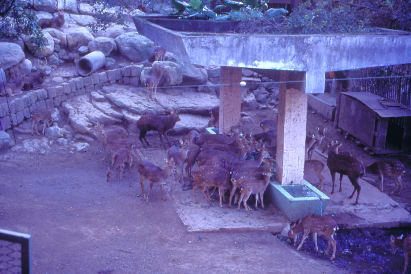 台北市立動物園當時提供的梅花鹿。(圖/墾管處)