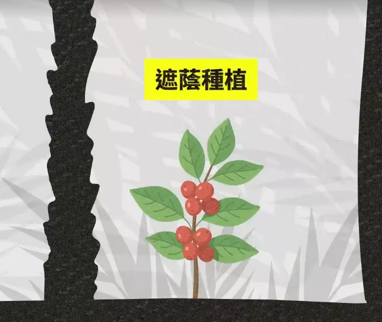 遮蔭種植也稱「農林間作」,保留或種植喬木,對生態較好。