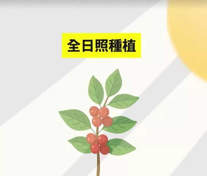 單一栽培的全日照種植產量高,卻伴隨大量森林砍伐。