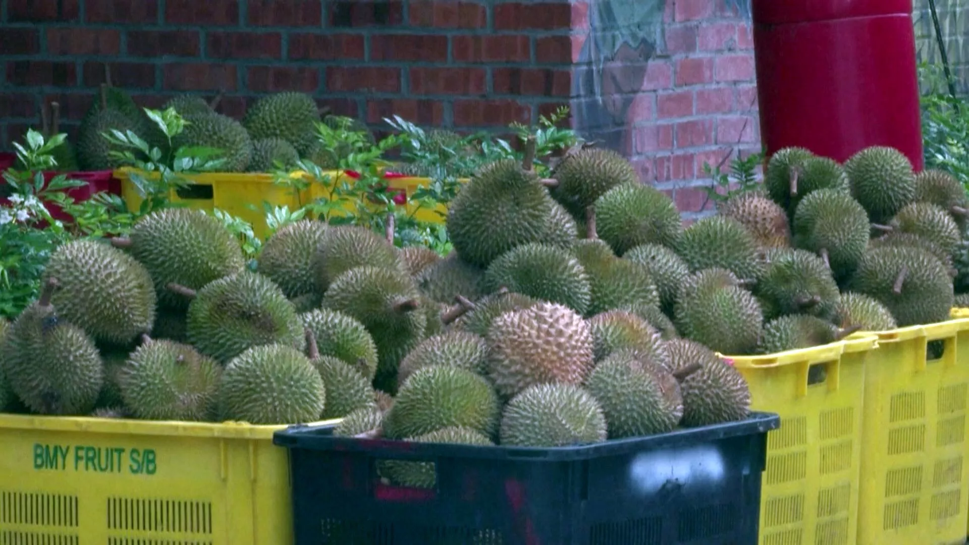 ส้มหล่นคนมาเลย์! ทุเรียนล้นตลาด ส่งออกไม่ได้ ชาวสวนหั่นราคาขาย