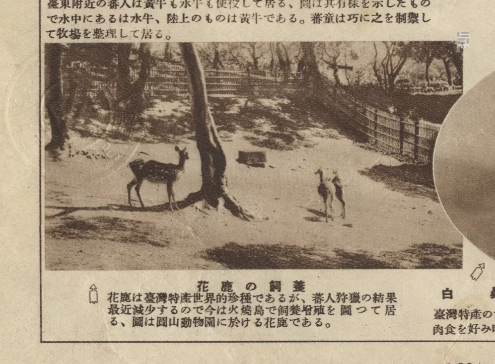 （圖／國立臺灣圖書館館藏）