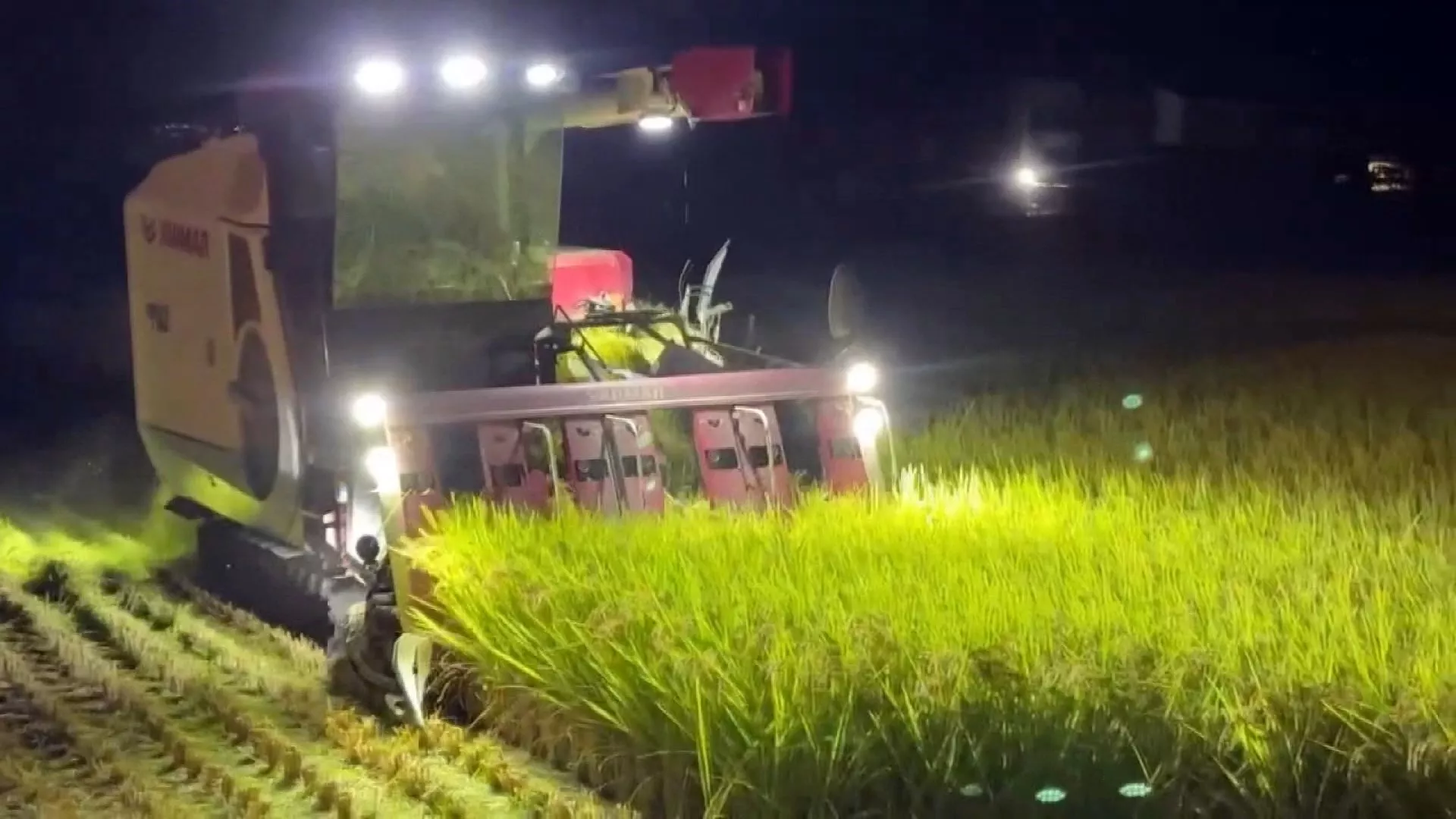 Bão đang áp sát, nông dân gấp rút thu hoạch để giảm thiệt hại