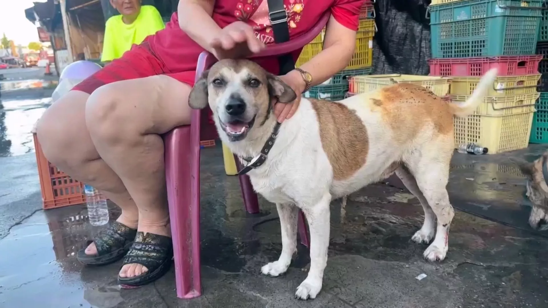 花蓮加油站旁木造鐵皮屋大火 忠犬來福抓門叫醒飼主逃生