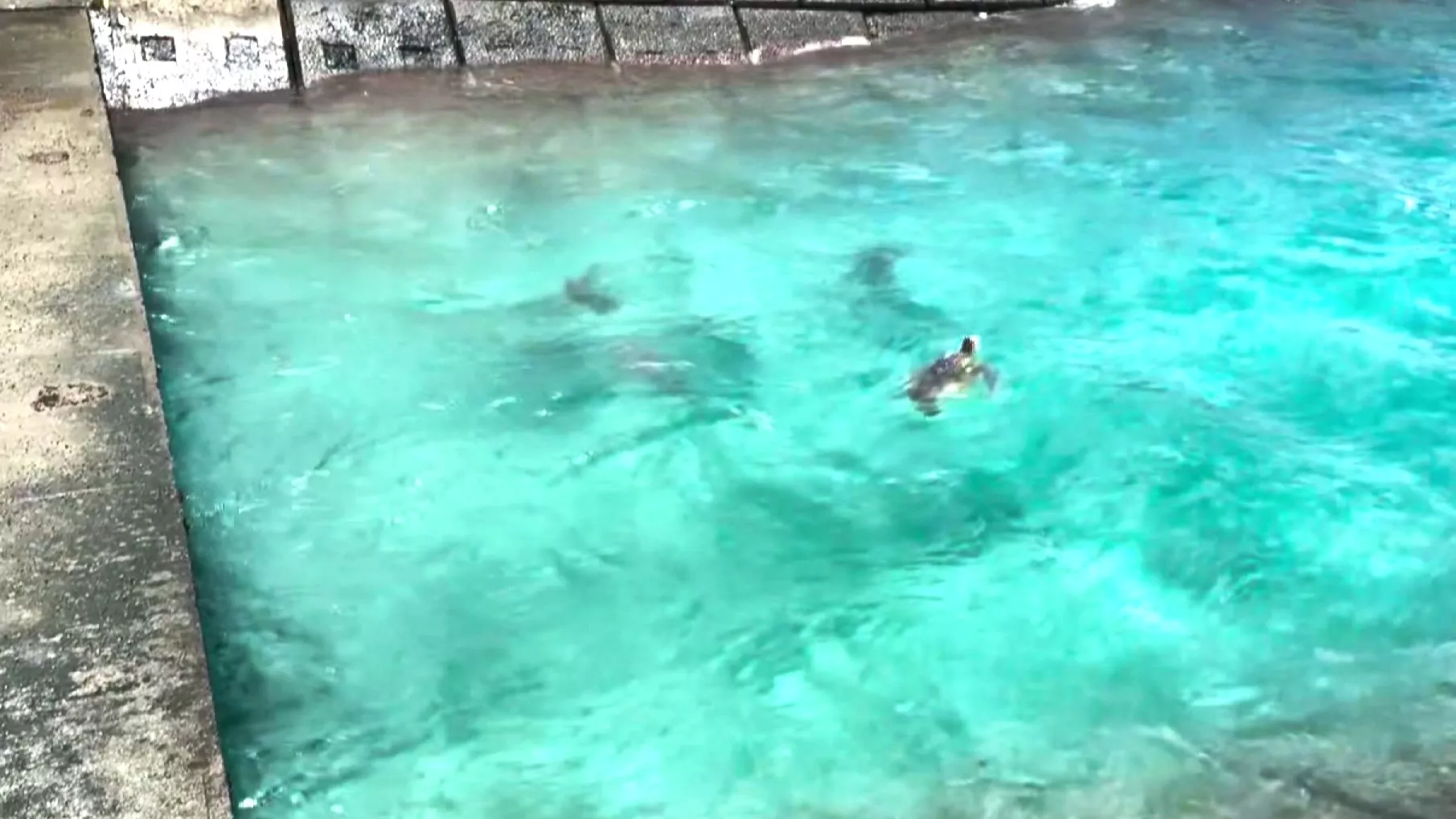 海龜聚集恆春核三廠出水口 獸醫師：應想藉水流沖掉寄生蟲