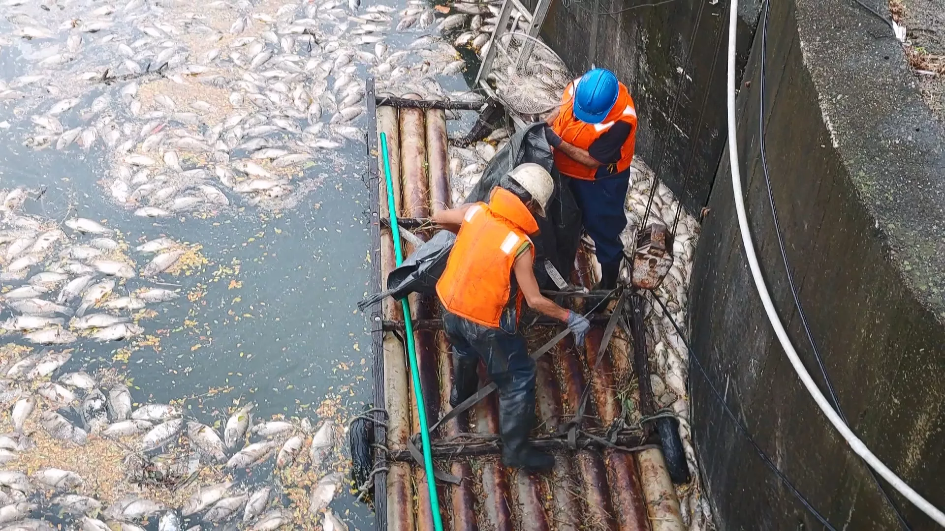 高雄後勁溪現5噸缺氧死魚 環局研判天熱、排除工業污染