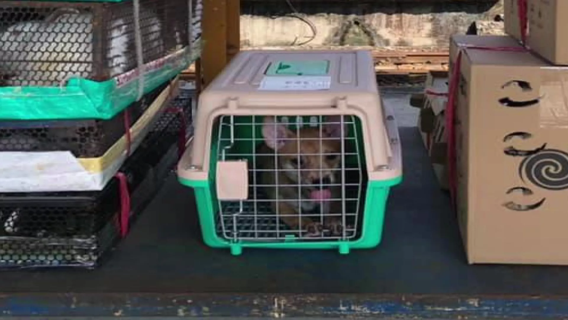 動物運送新指引禁紙箱裝犬貓 未開眼幼兔不得運送