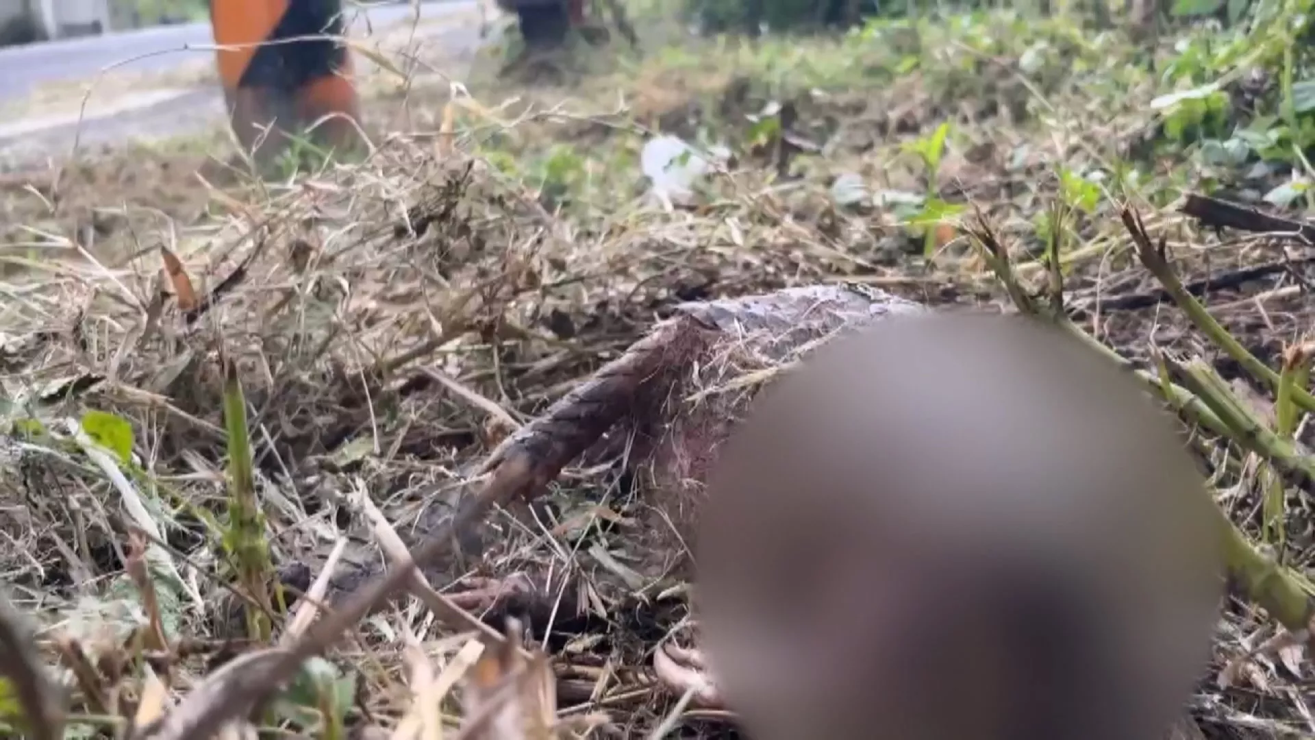 幼年穿山甲疑遭遊蕩犬攻擊死亡 台南動保處：強力取締餵食熱區