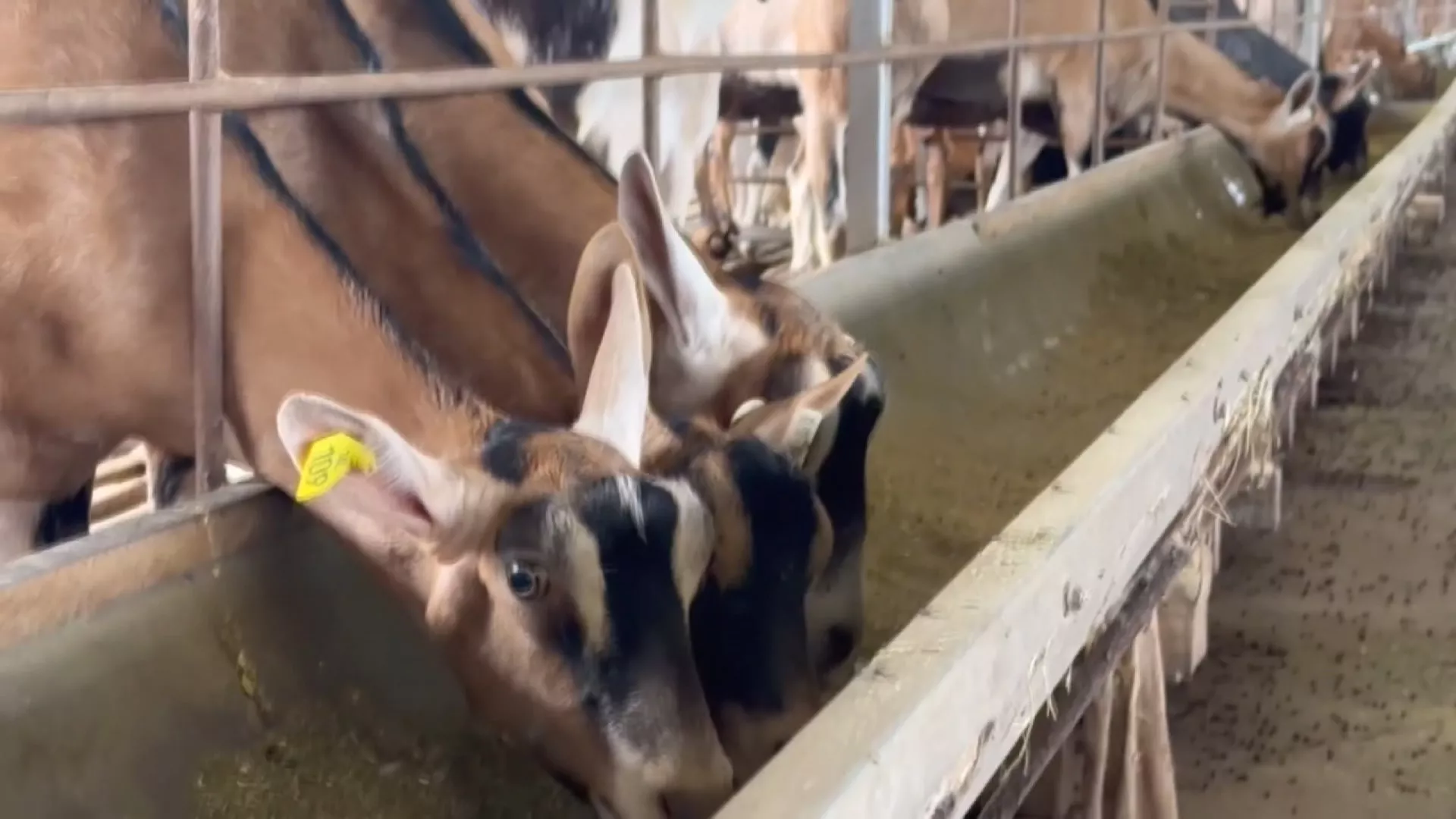 遭戴奧辛羊肉牽連營業額跌1成 嘉南羊乳擬提告冒名飼主求償