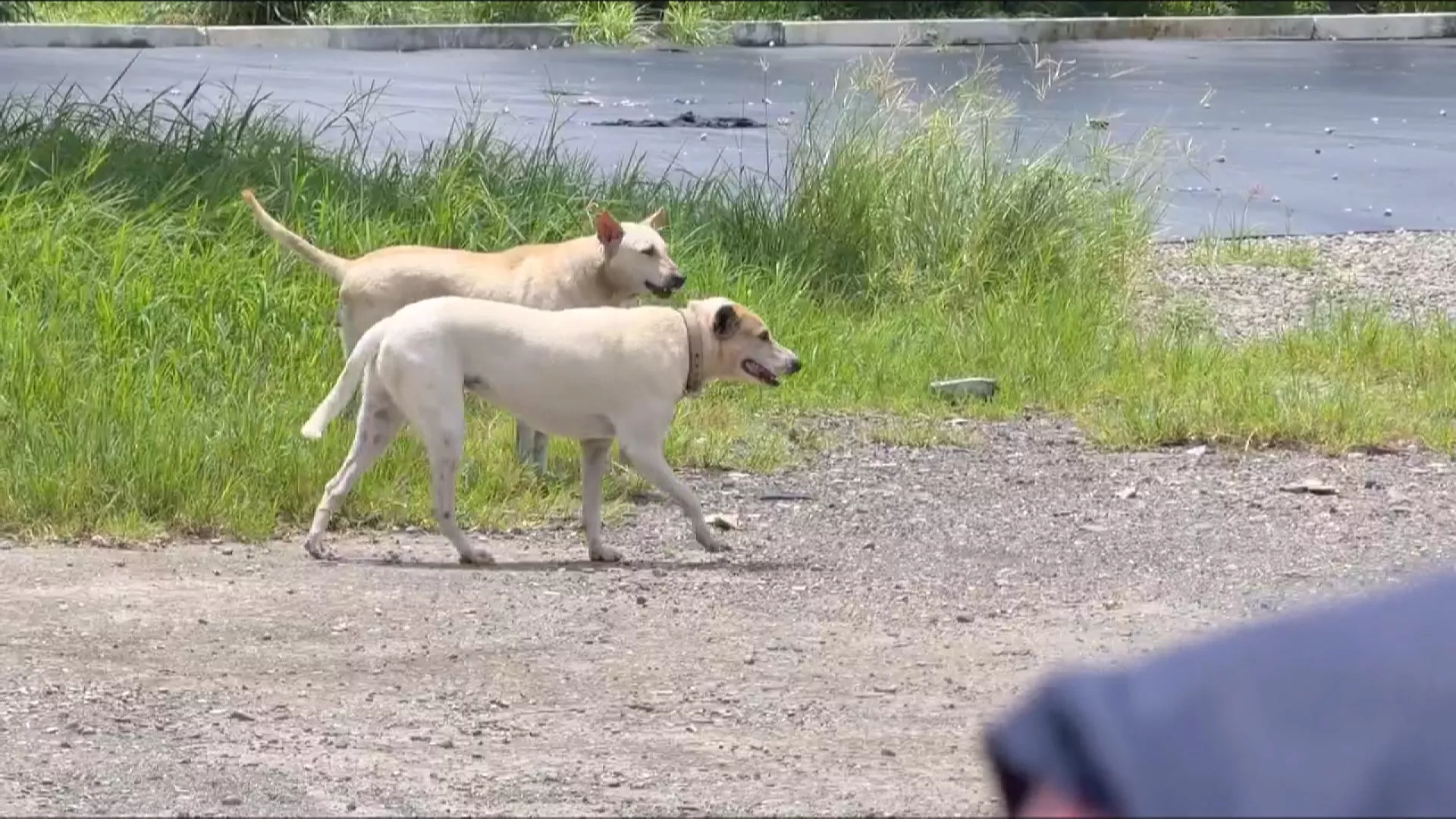 台南遊蕩犬數量逼近2萬隻動保處盼推動「暫置區」管制