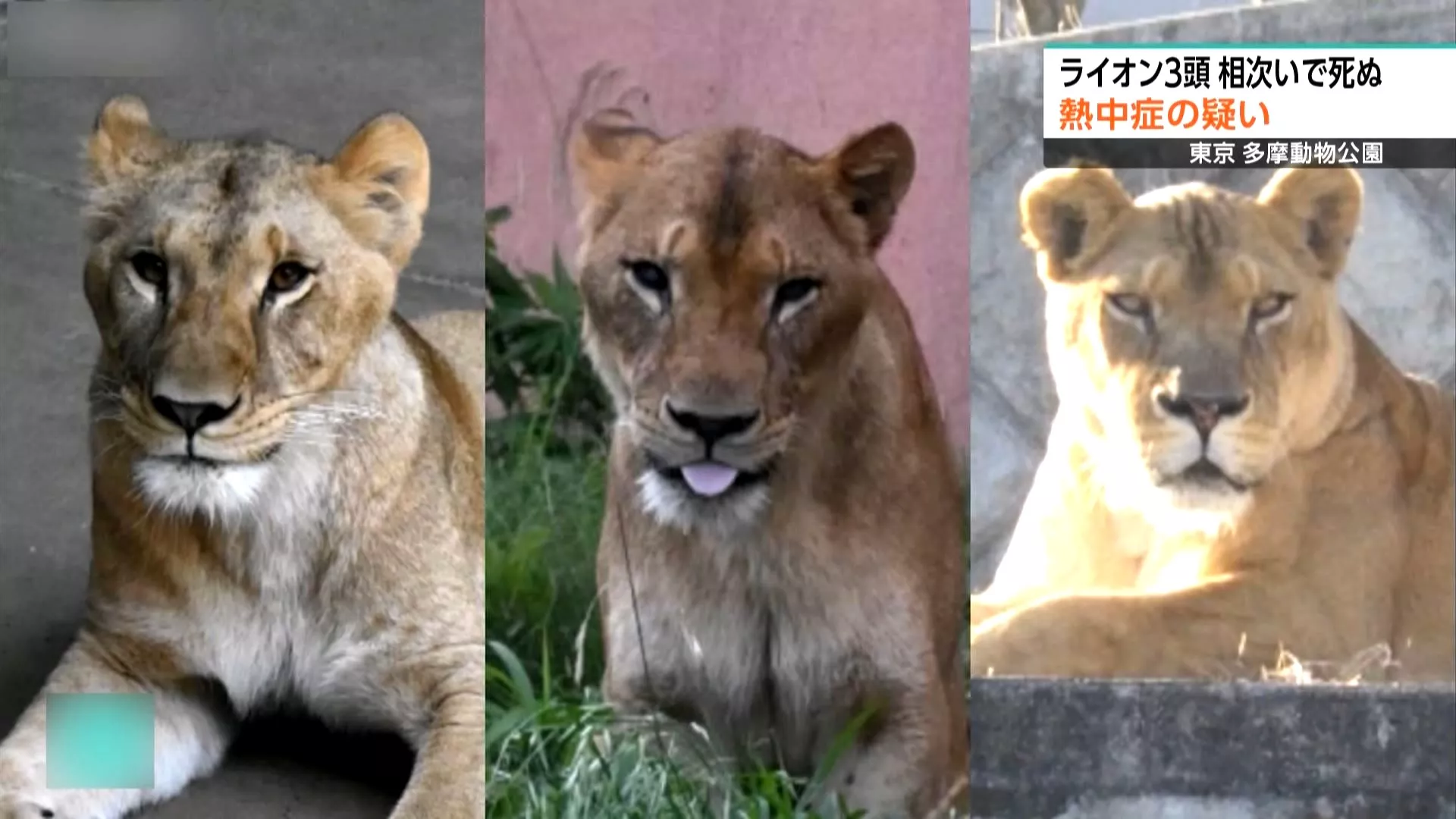 東京多摩動物園3母獅相繼死亡 解剖揭全身脫水、多重器官衰竭
