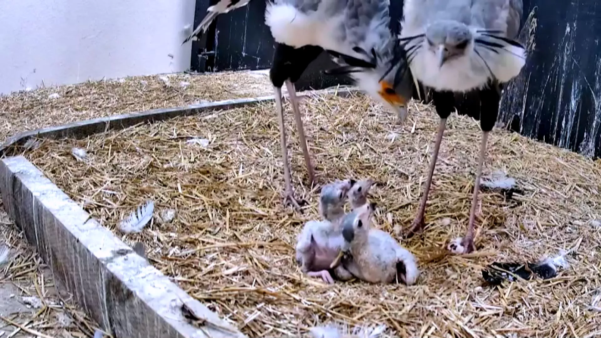 瀕危物種「秘書鳥」蛇鷲 英動物園95年來首度復育成功