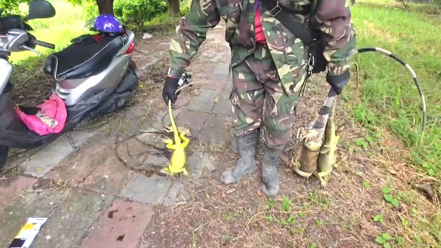 屏東移除逾9萬隻外來種綠鬣蜥 冠軍獵人7個月領近99萬獎勵金