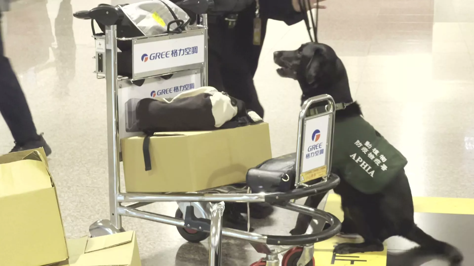 桃機檢疫站邀旅客當暗樁 協助檢疫犬實戰訓練