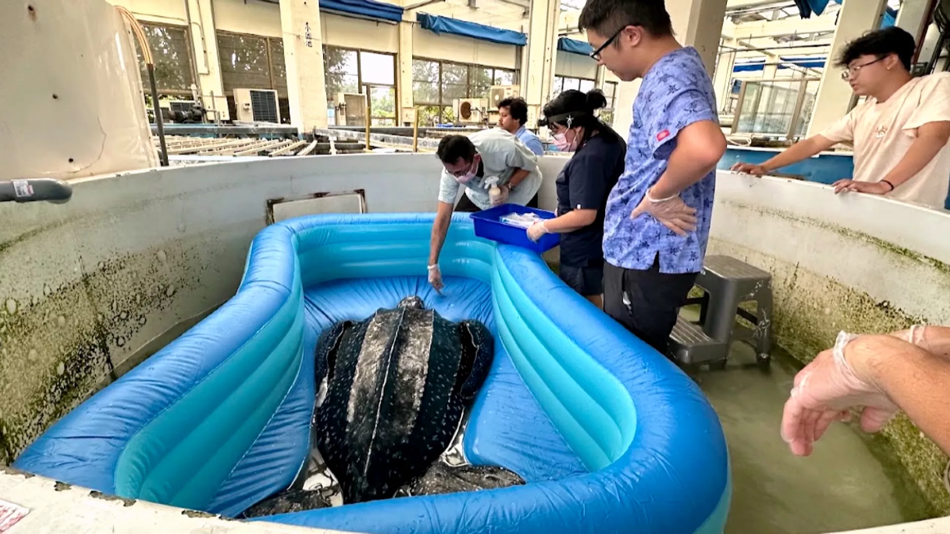 第一級瀕絕種革龜遭誤捕 海生館籲勿運回港恐釀二次傷害