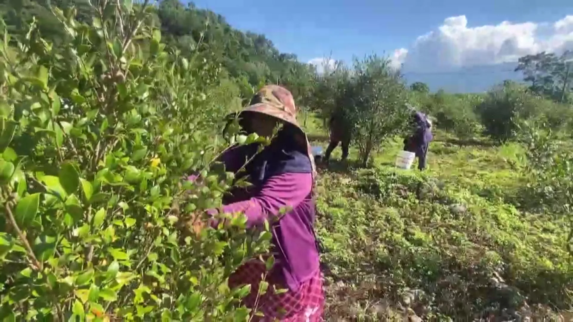 花蓮首推苦茶油自主檢驗補助 開放農民申請至8/14