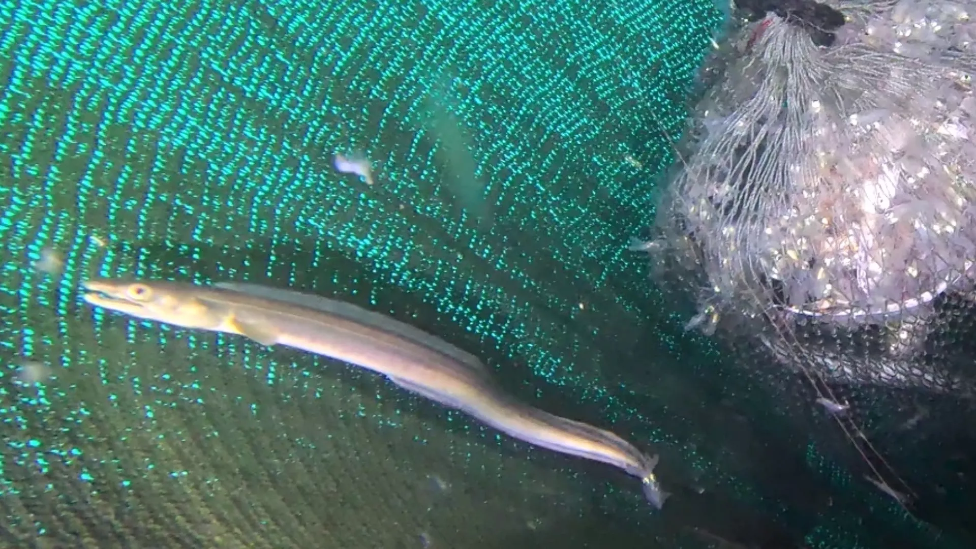 農業部實驗加大底拖網網目 僅保留經濟魚種減少混獲
