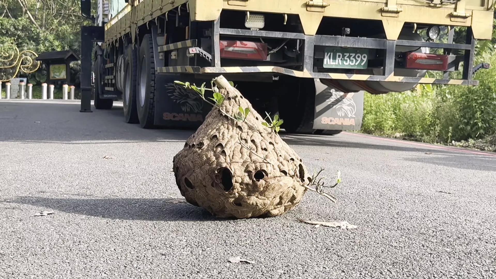 宜蘭仁山植物園摘除虎頭蜂窩 防遊客遭攻擊暫時休園至9/1