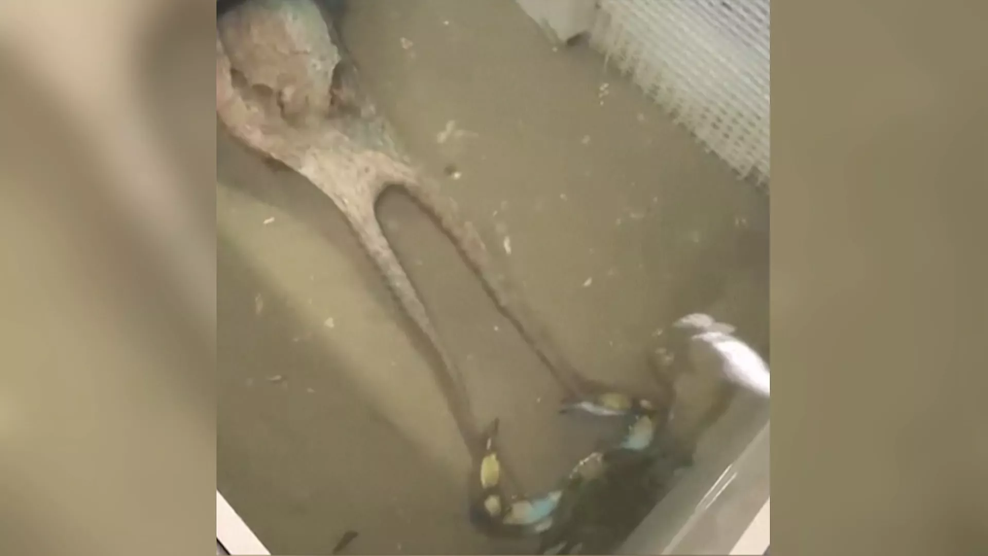 外來種藍蟹危害漁獲 義大利引進章魚吃蟹促平衡