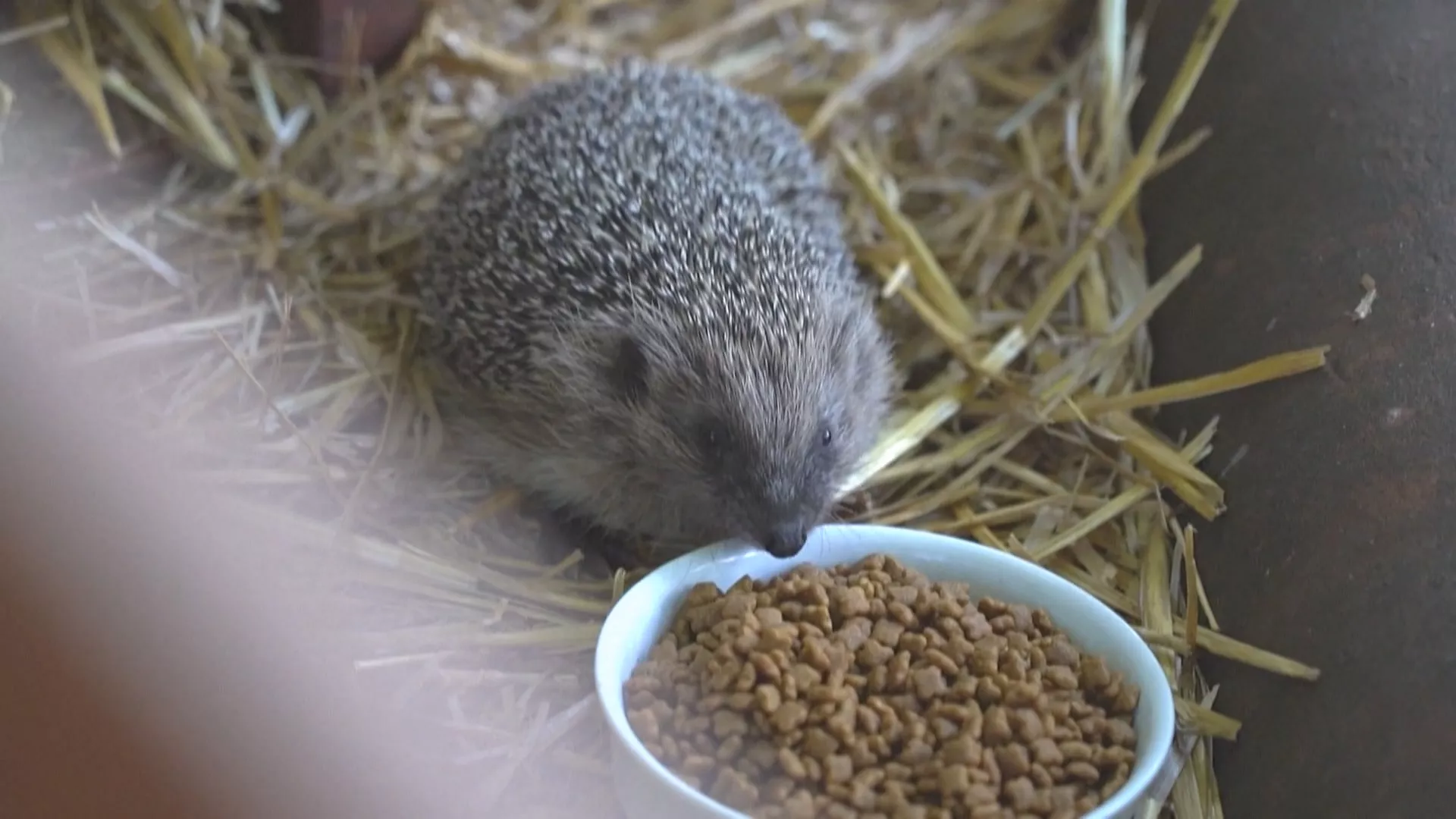英國熱浪乾旱危及野生動物 旱土讓刺蝟覓食困難陷危機