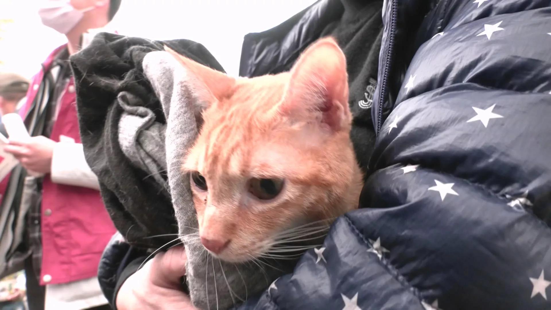 鼓勵飼主辦理犬貓登記 農業部推3萬份300元寵物券抽獎