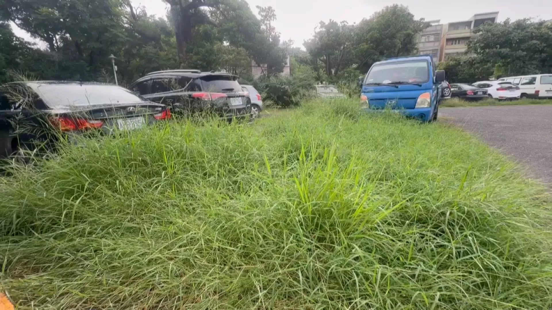 公所人員稱農曆7月不能除草 彰化市長稱將處分、今率隊清除