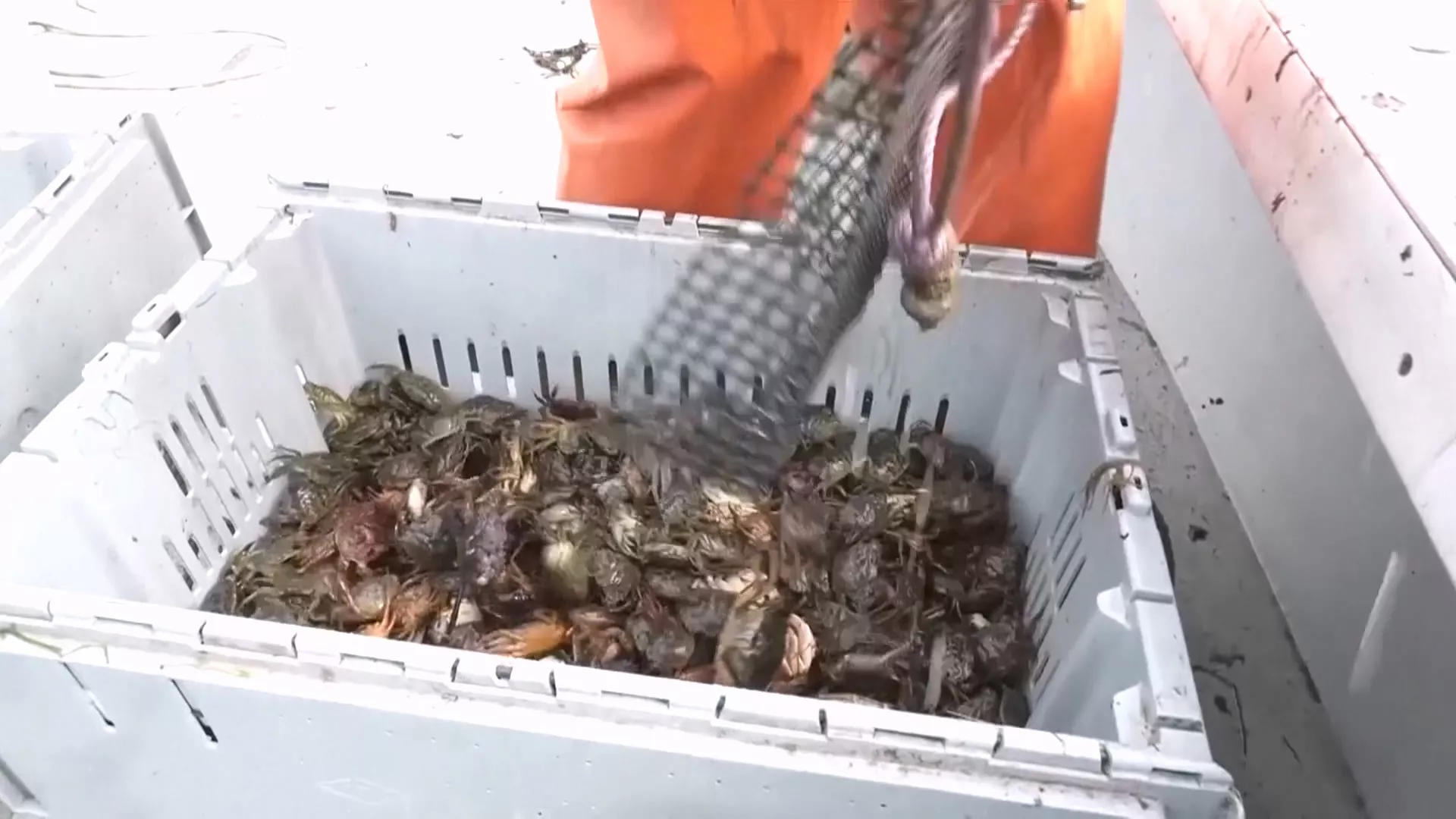 歐洲綠蟹入侵美國新英格蘭水域 當地廚師號召饕客用吃護生態