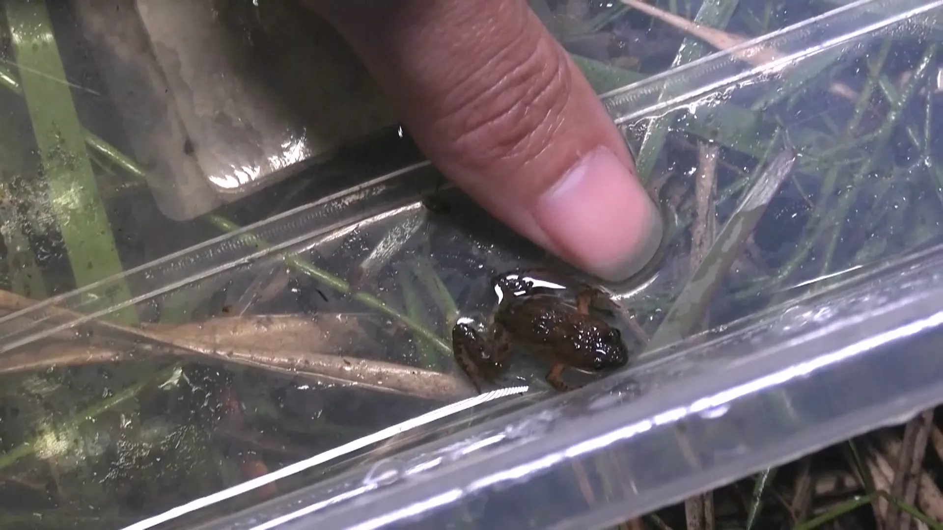 南非瀕危迷你蛙現身賽馬場濕地 保育團體爭取成保護區