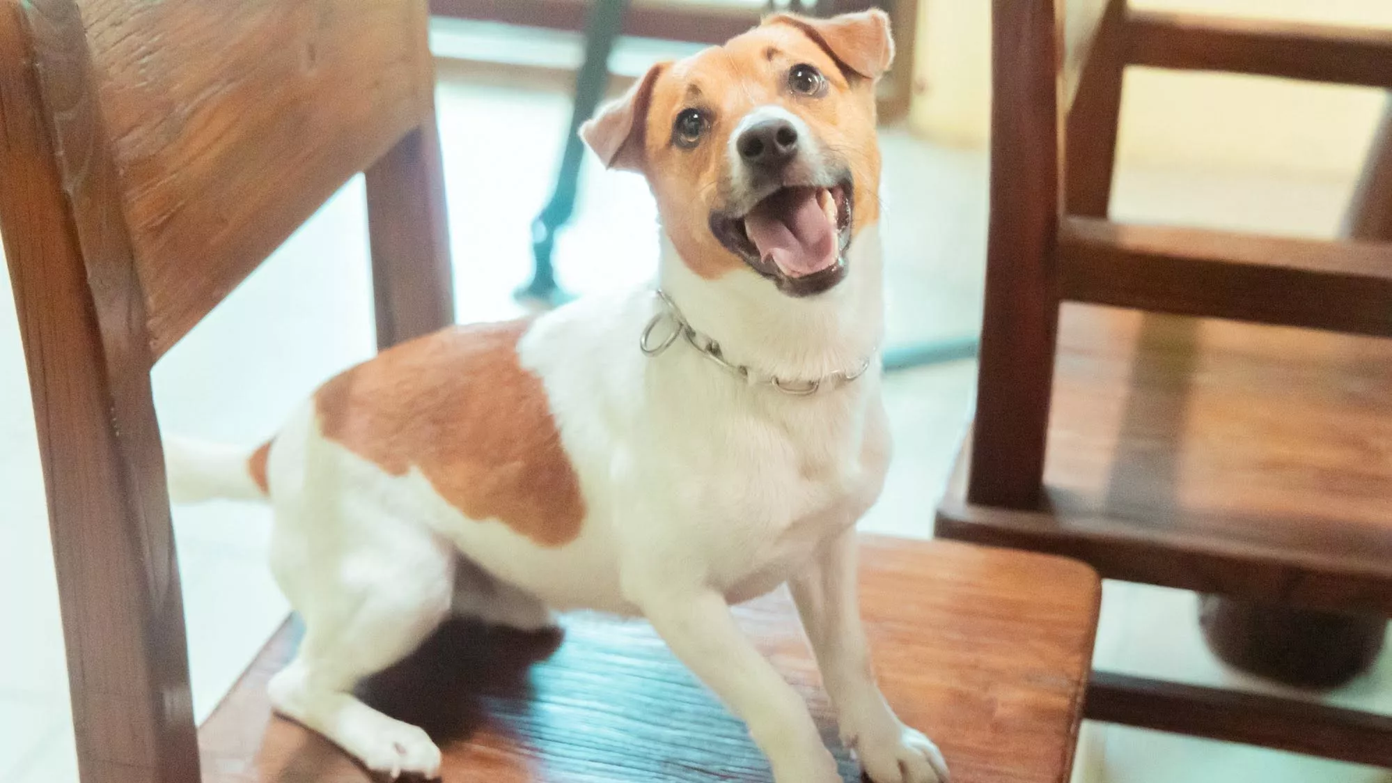 花蓮消防局公布搜救犬Wilson死因 訓練時柵門未關妥釀意外墜落
