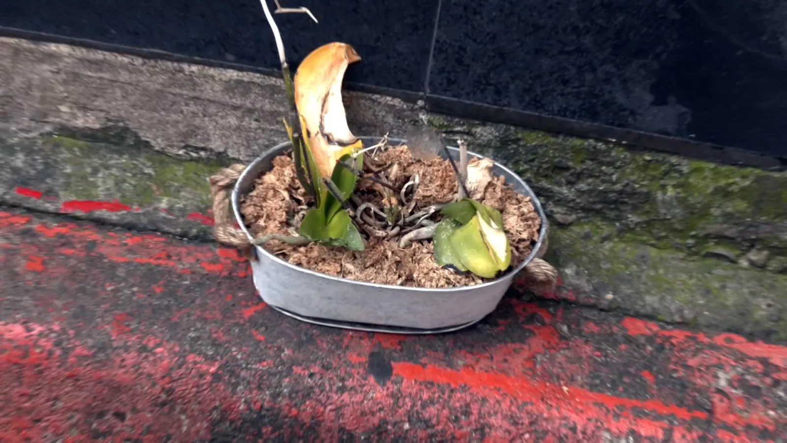 Pot bunga jatuh dan nyaris menimpa pengendara motor, untungnya tak ada korban