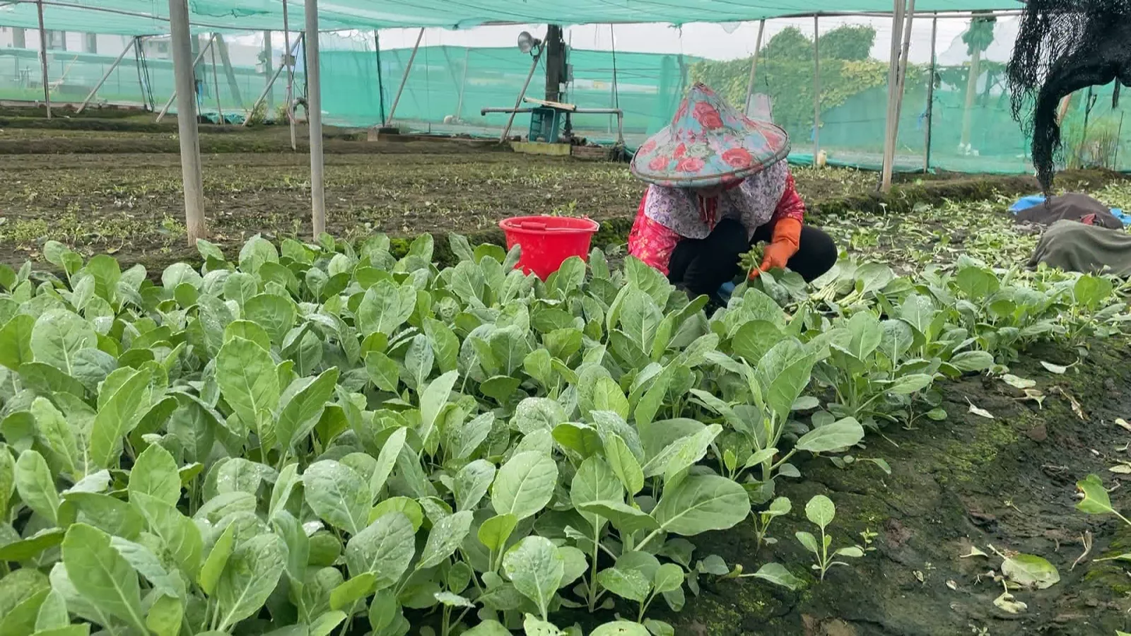 連續降雨全台農損逾2.3億 西螺果菜市場菜價漲3成