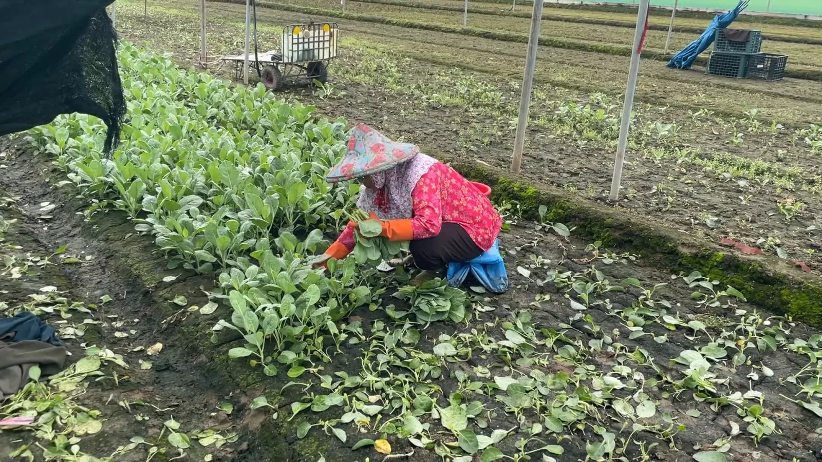 Dampak hujan berkelanjutan, kerugian pertanian NT$230 juta, pasokan sayur turun
