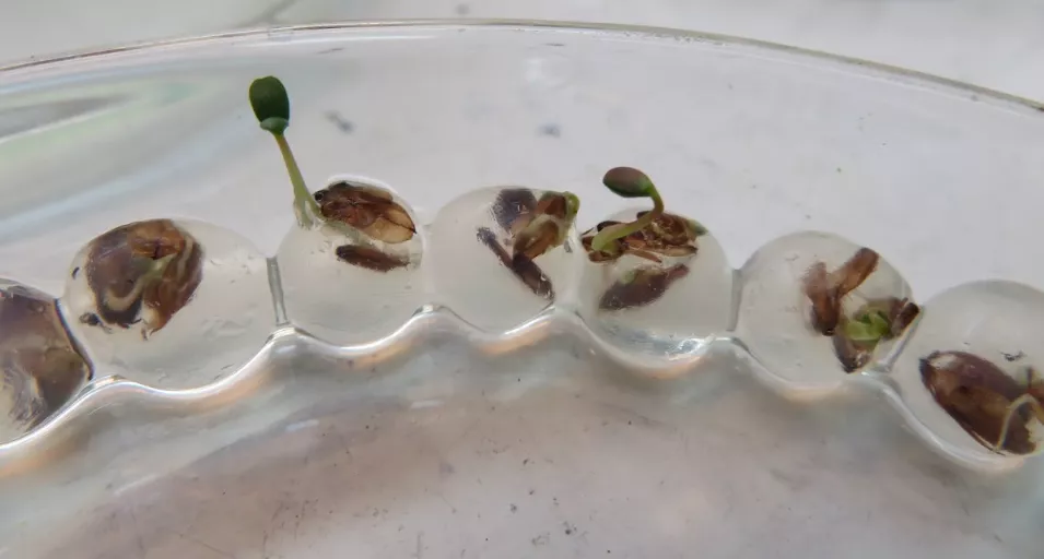 宜大團隊研發「濕式造粒」 有望助馬太鞍等崩塌地生態復育