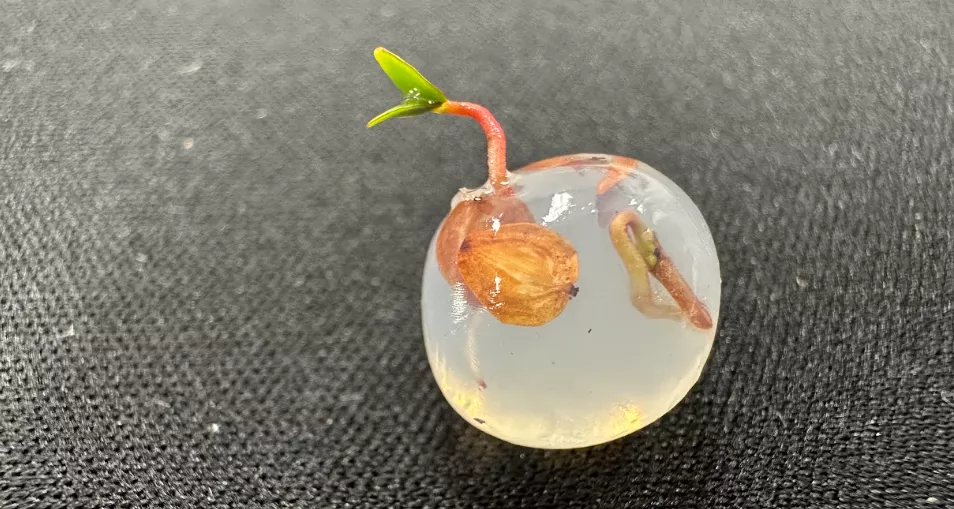 溼式造粒技術（圖／鍾智昕提供）