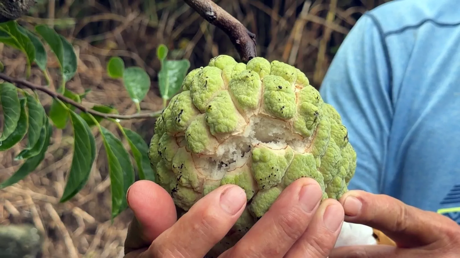 Hujan deras berkelanjutan di Taitung, buah srikaya diperkirakan rusak 40-60%