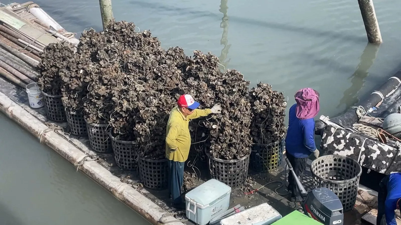 Hujan berkelanjutan turunkan kadar salinitas air laut, produksi tiram anjlok 30%