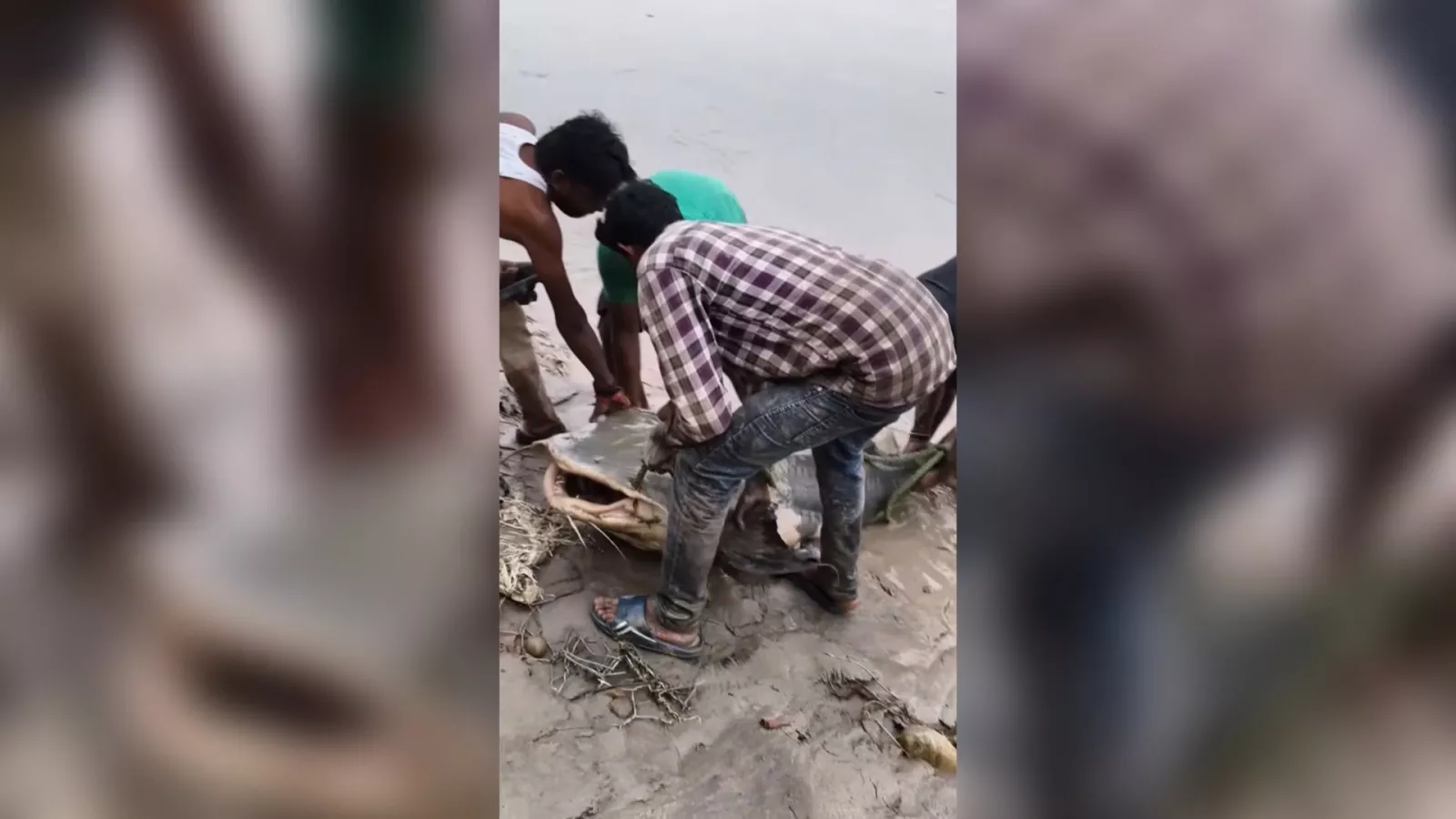 中尼邊境洪災大型魚類沖到印度 民眾捕撈下肚引身體不適