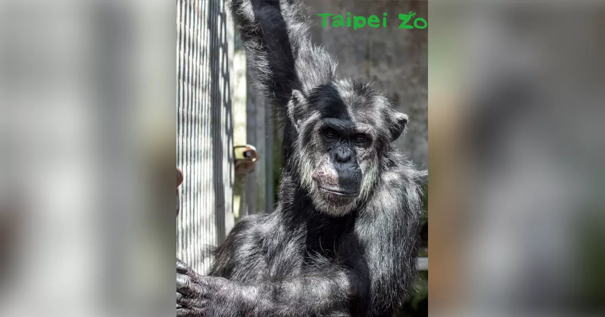 北市動物園2黑猩猩脫離活動場 園方吹箭麻醉成功帶回