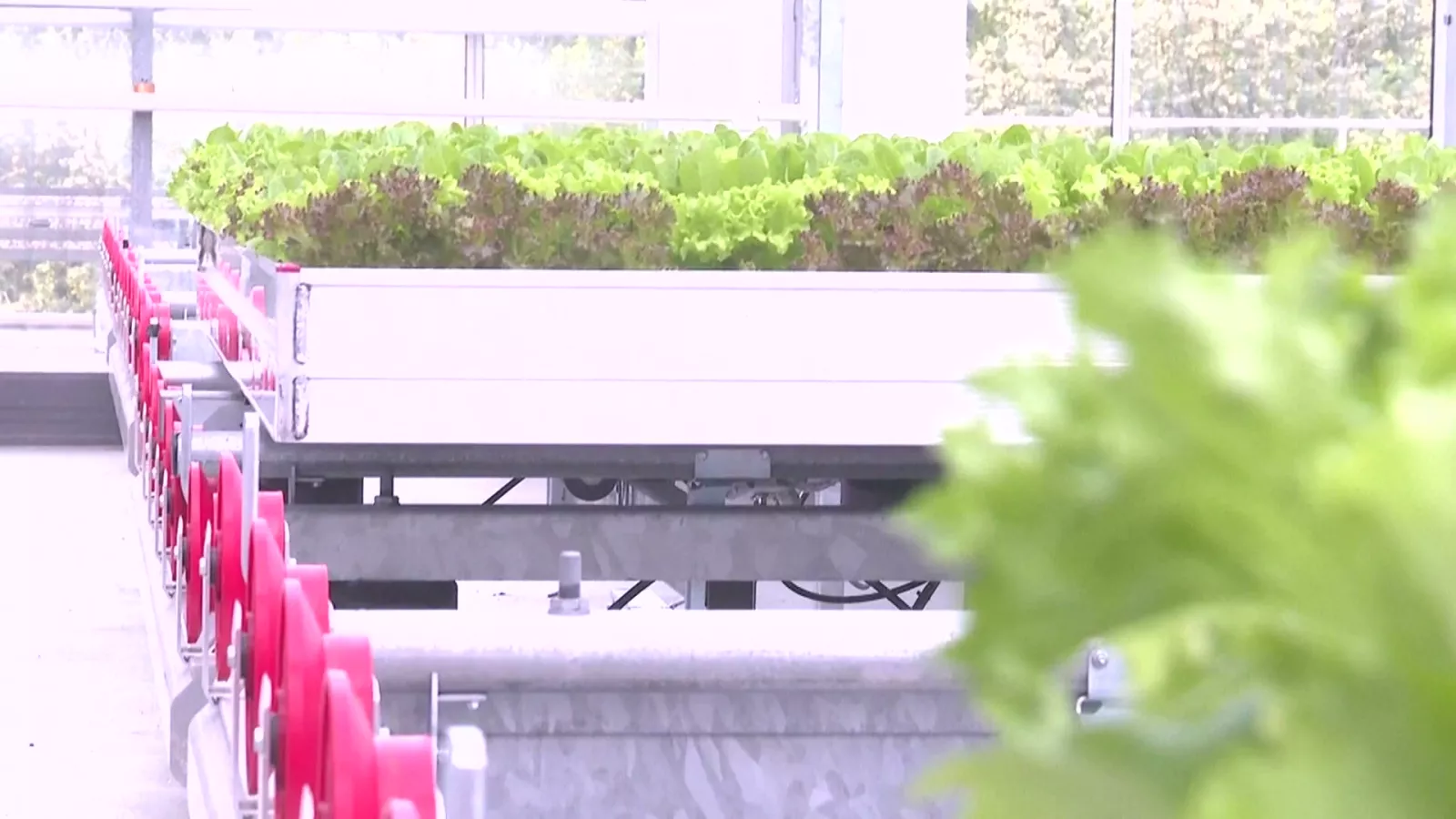 德業者物流中心就地種菜養魚 盼從源頭減少碳足跡
