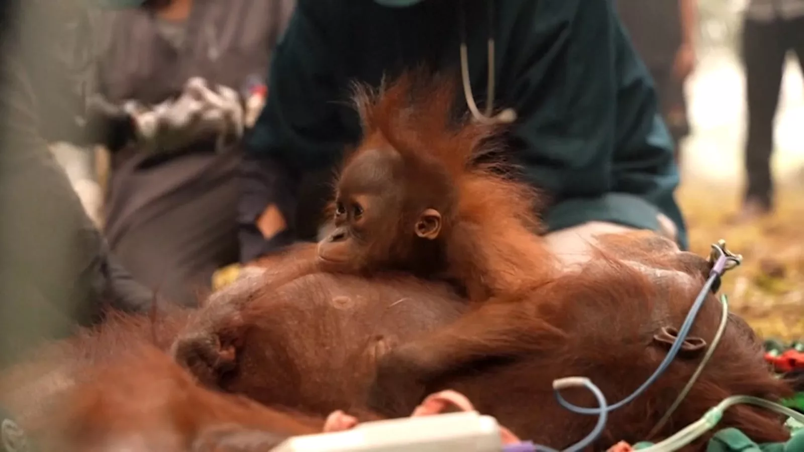 Karhutla RI membara, induk+anak orang utan terpaksa mengungsi demi makanan