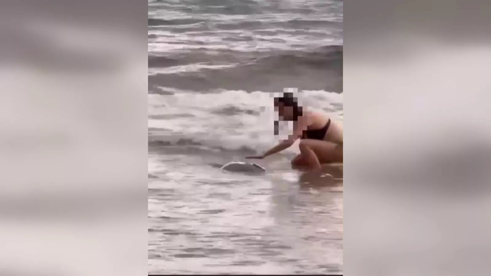小琉球外籍遊客騷擾海龜 遭海巡移送偵辦