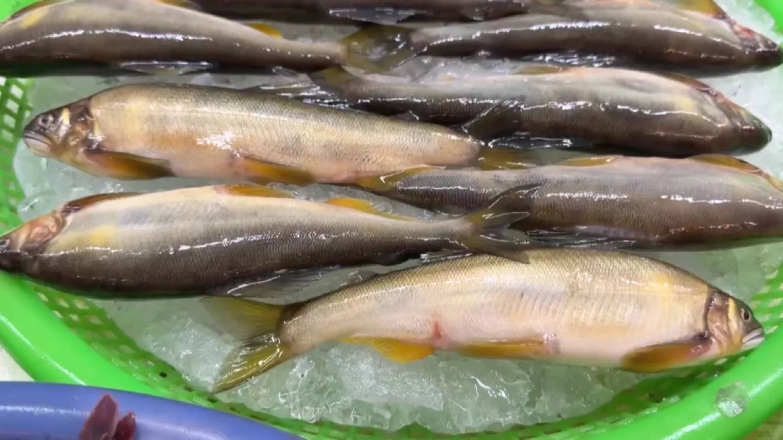 遊客控「抱蛋母香魚」沒魚卵 台中業者:都是公母混賣