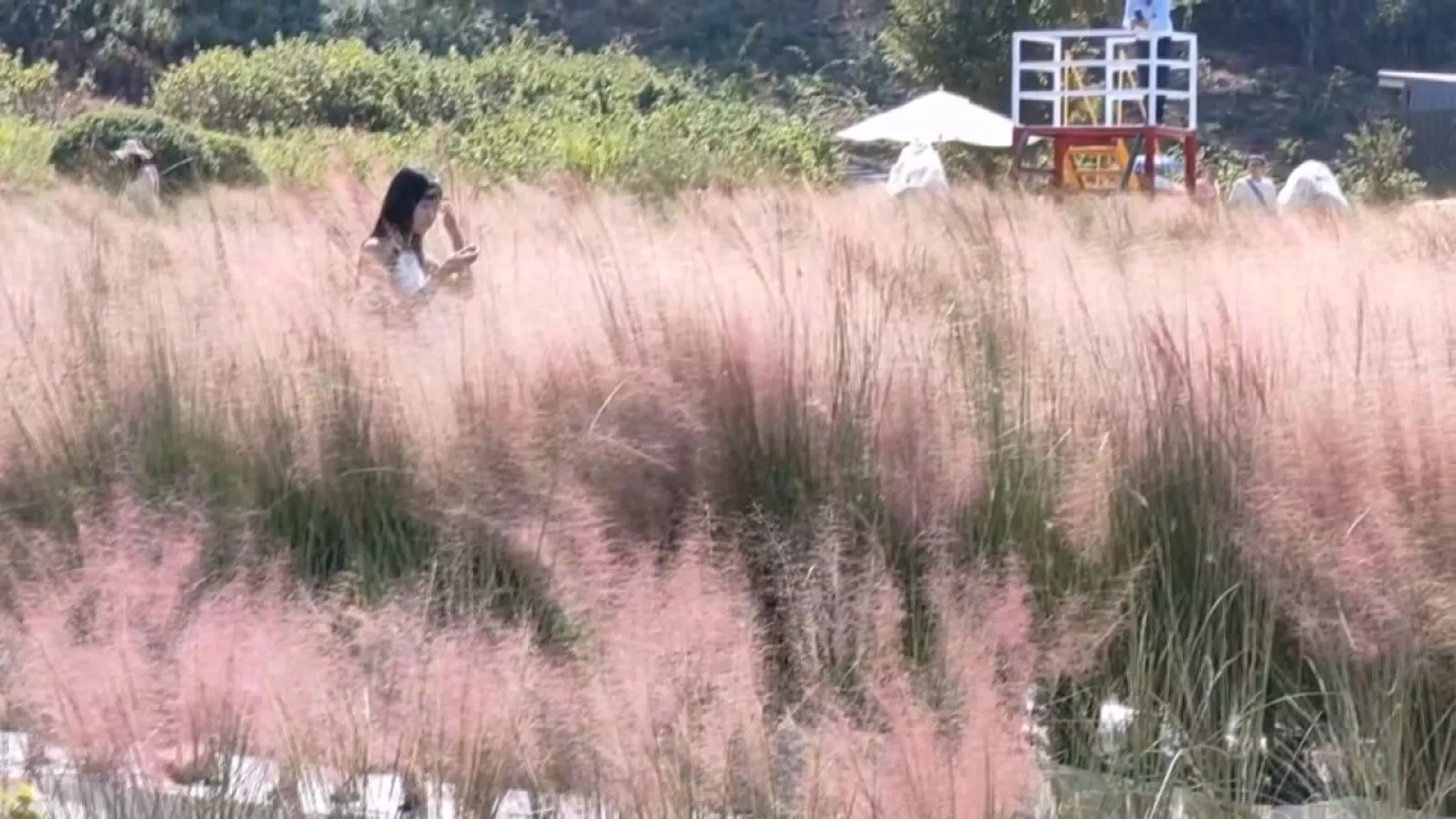三灣花海實為有害粉黛亂子草 苗縣府要求業者限期移除