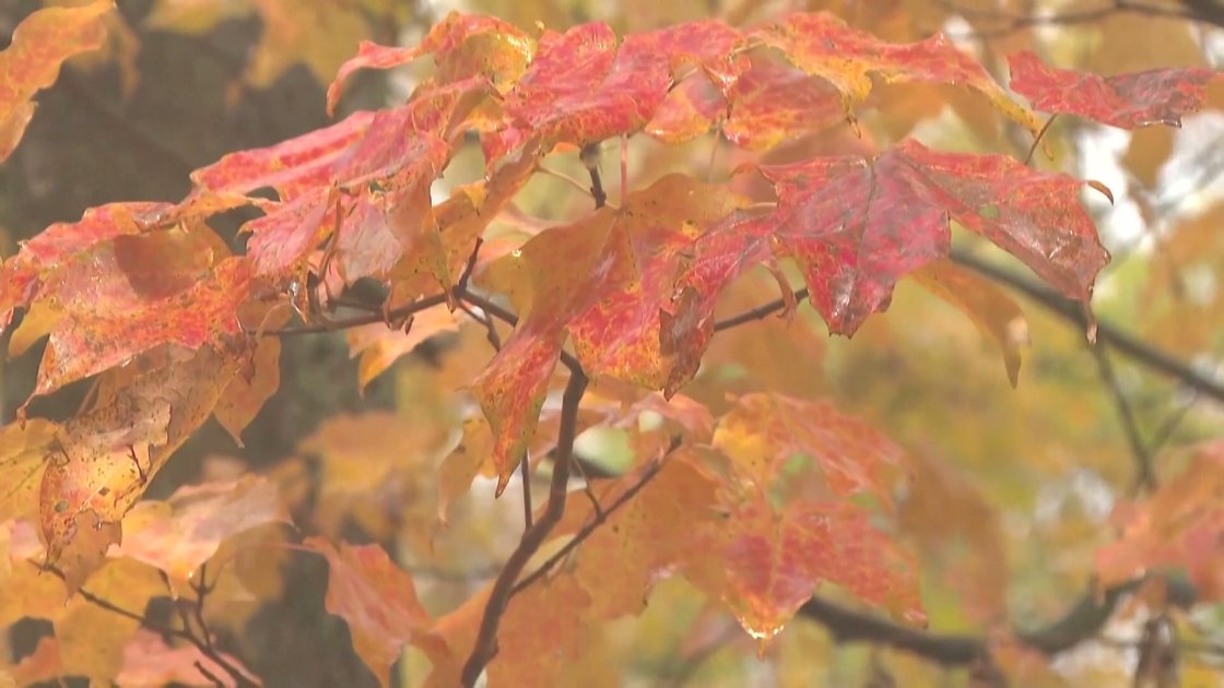韓雪嶽山紅葉進入高峰期 氣溫低較往年稍提早